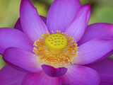 Lotus Bloom in the Summer  North Carolina  Usa