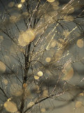 The Frozen Branches of a Small Birch Tree Sparkle in the Sunlight  Waynesboro  Pennsylvania