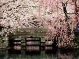 Cherry Blossoms  Mishima Taisha Shrine  Shizuoka