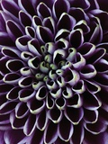 Close-up of Chrysanthemum Flower