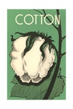 Cotton Boll