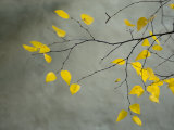 Yellow Autumnal Birch (Betula) Tree Limbs Against Gray Stucco Wall