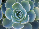 Close-Up of a Succulent Plant