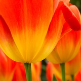 Tulip's Petals