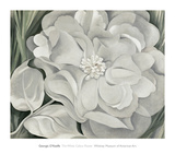 The White Calico Flower  c1931