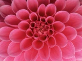 Hot Pink Dahlia Flower