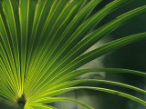Close View of a Palm Frond
