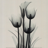 Tulips and Arum Lily
