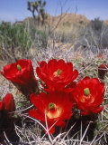 Joshua Tree  Ca  Cactus Flower