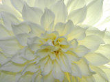 Close Up of a White Dahlia Flower