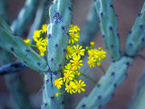 Staghorn Cholla Cactus and Desert Brittle Bush Flowers