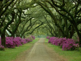 A Beautiful Pathway Lined with Trees and Purple Azaleas