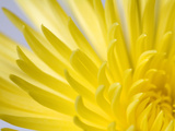 Close Up of the Petals of a Yellow Chrysanthemum Flower