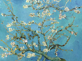 Almond Branches in Bloom  San Remy  c1890