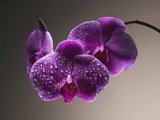 Water Drops on Orchids