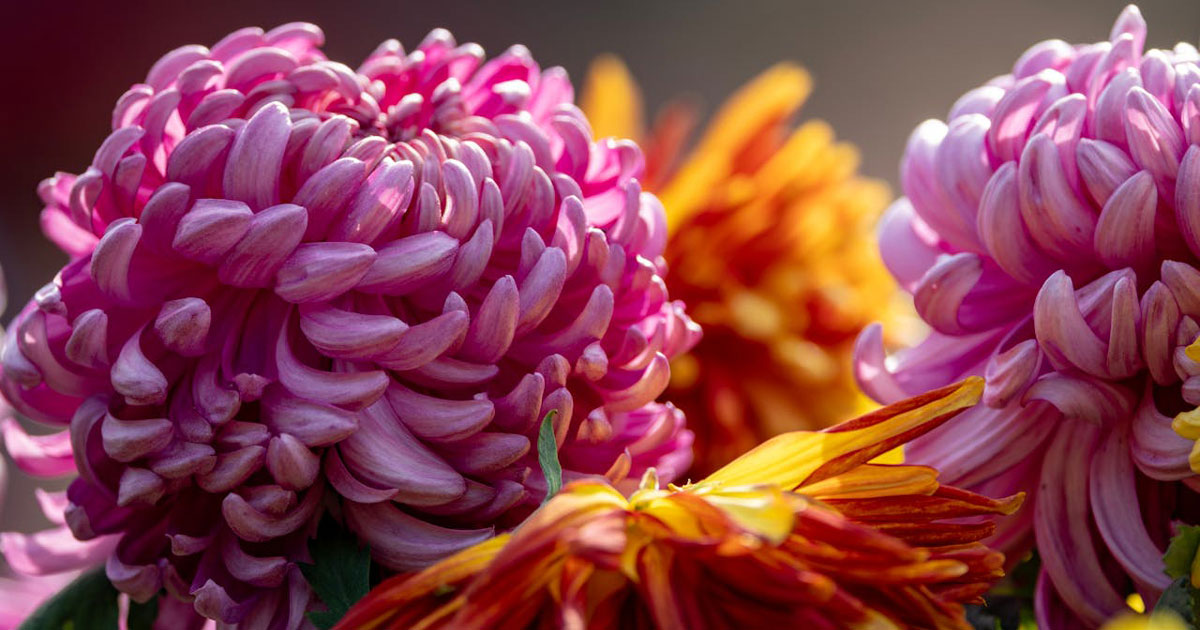 close up floral photography of colorful chrysanthemum flowers with detailed petals and soft background