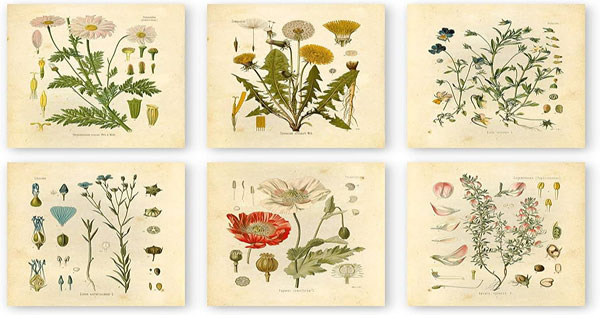 Botanical & Floral Vintage Art